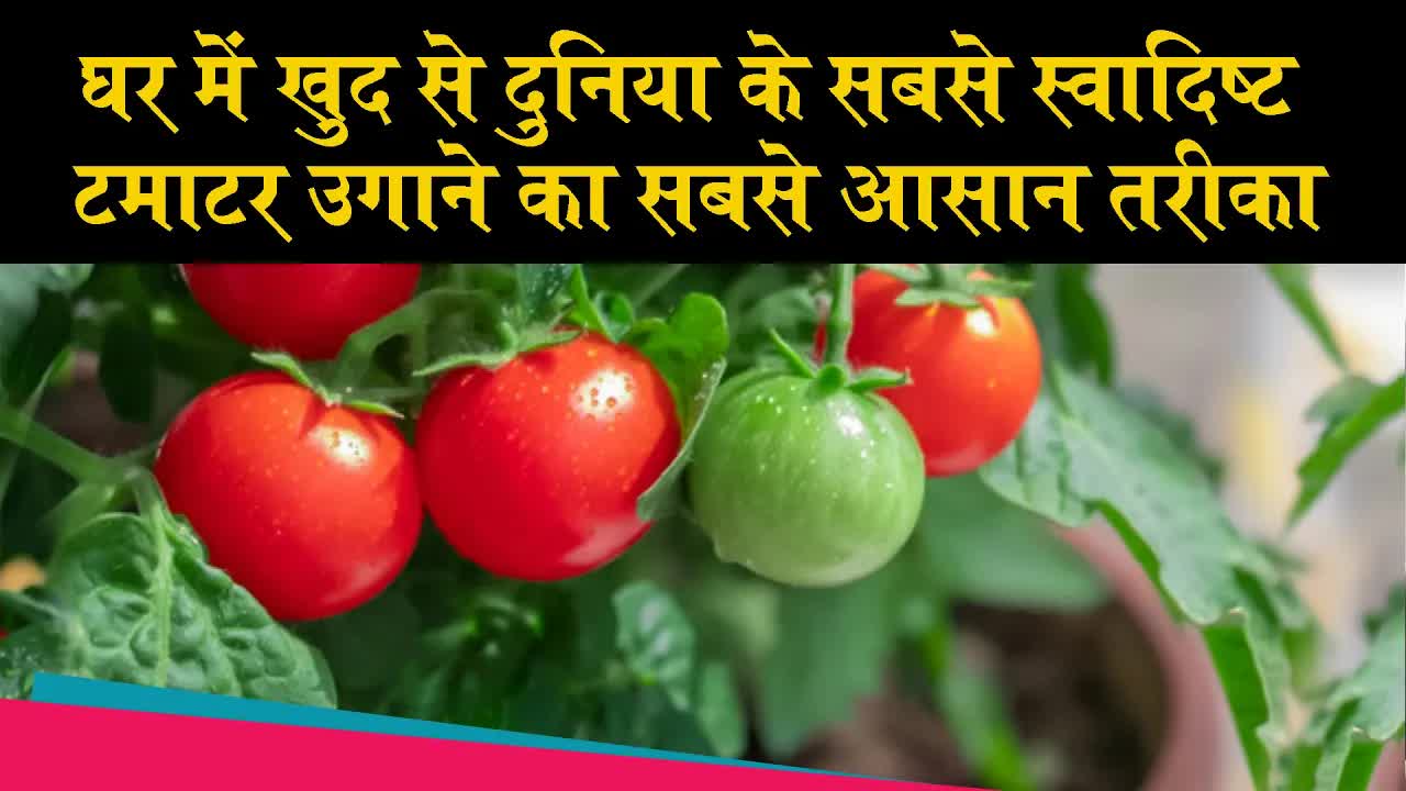 घर में स्वादिष्ट टमाटर उगाने का सबसे आसान तरीका | Dr. Amit Kaur |