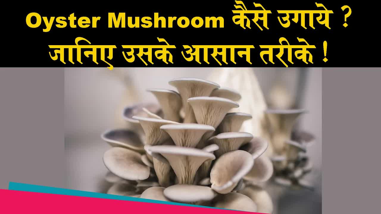 Oyster Mushroom कैसे उगाये ? जानिए उसके आसान तरीके ! | Dr. Amit Kaur |