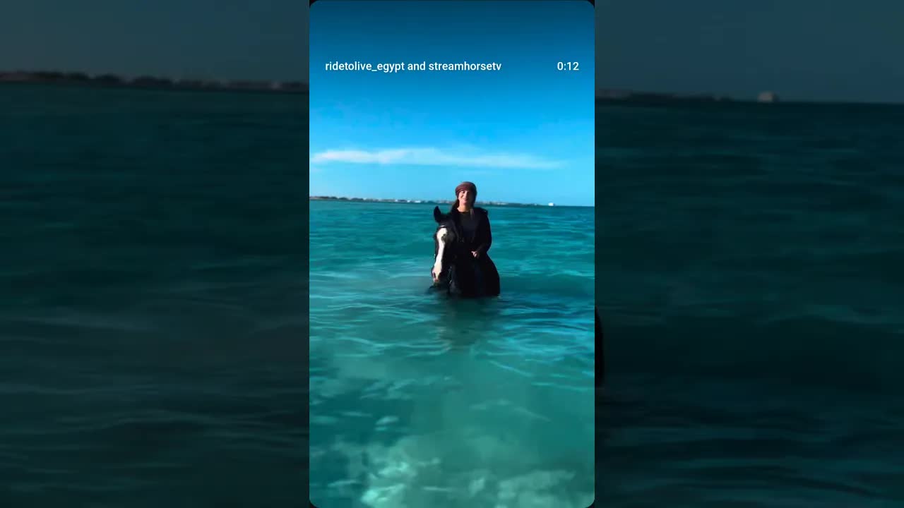 Maybe this is your sign to book the experience and swim with our horses in Hurghada 🐎🌊