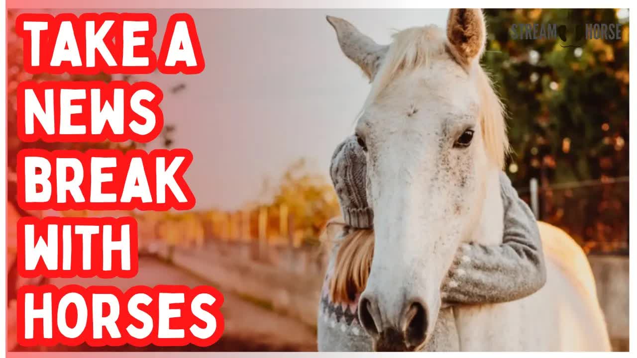 STOP DOOM SCROLLING 🚨⚠️🐎 10 Minutes With Horses to Bring You Peace from News & Politics