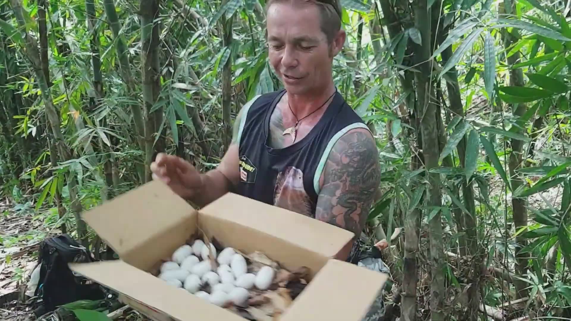 Emergency rescue operation relocating king cobras from populated village areas