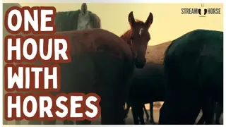 A Calm Hour to Unwind and Reset with Horses in Nature 🐎😌