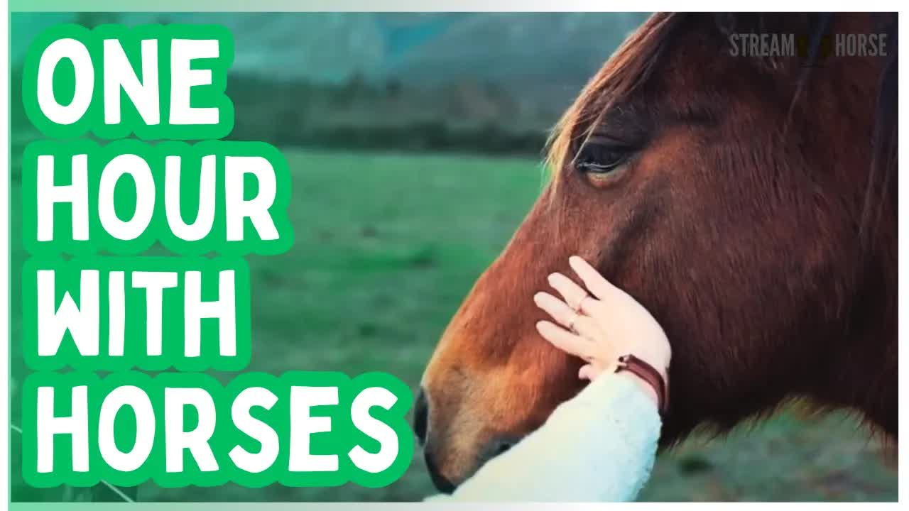Let Everything Slow Down 🐴🌿 1 Hour of Horses & Nature for Deep Rest