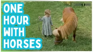 Where Time Slows with Horses 🐴😌 A Peaceful One-Hour Escape