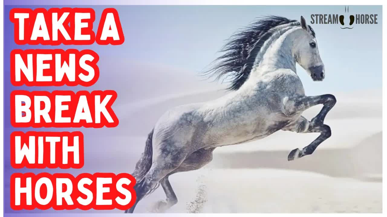 Your Stress Ends Here! 🛑🐎 10 Minutes of Horses & Nature After Today's News