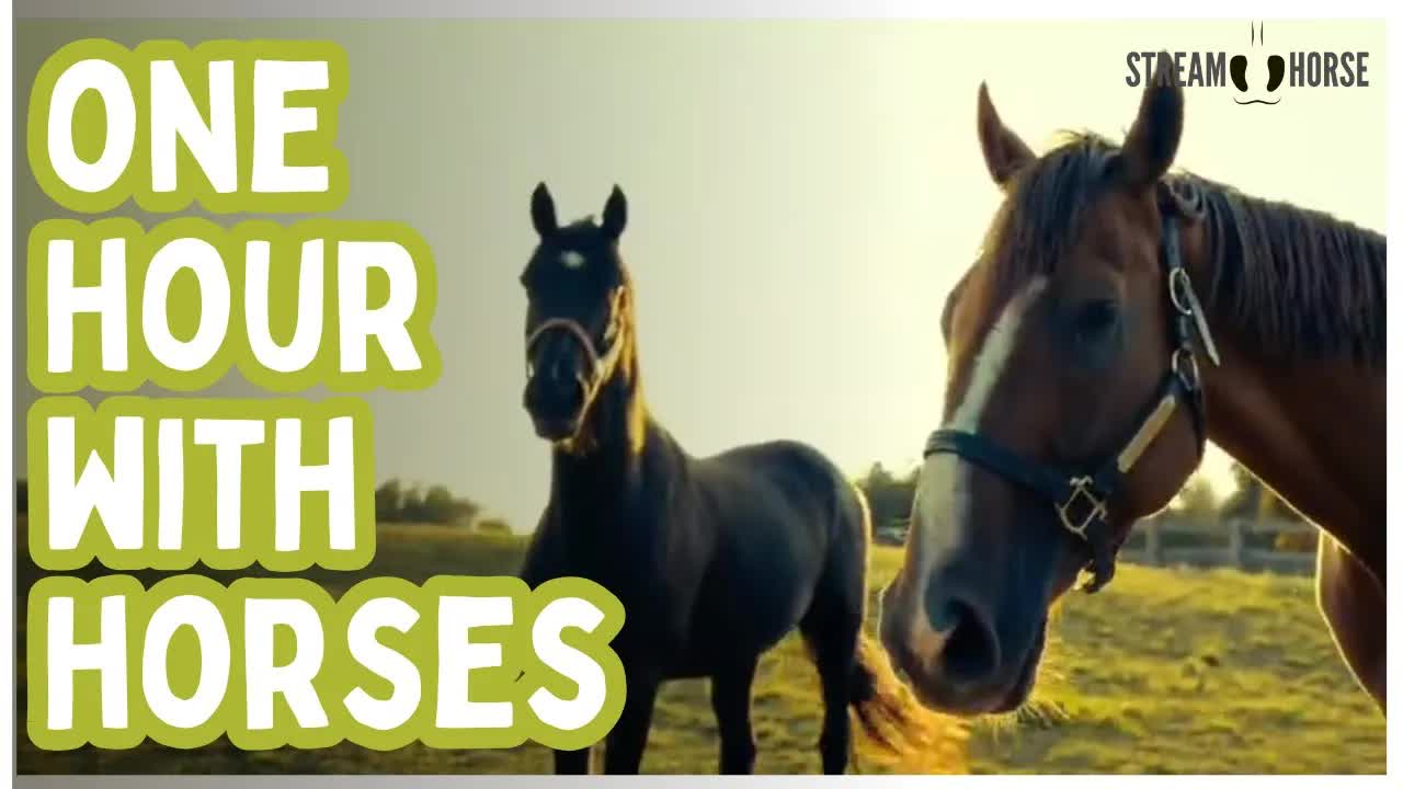 An Hour of Horses in Motion — Find Your Rhythm and Reset 🐎✨