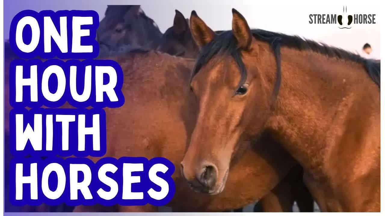 Where Horses Move with the Earth — A Peaceful One-Hour Nature Escape 🌲🐎