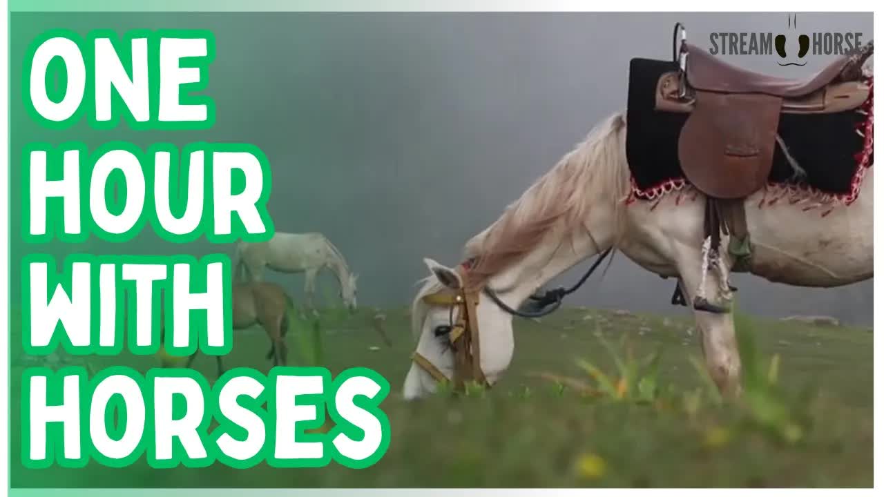 The Hour Your Mind Needed — Horses, Nature, and Quiet Moments 🕊️🐴😊