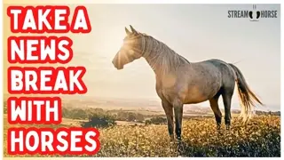 Enough News for Today 🛑🐎 Give Yourself 10 Minutes with Horses Around the World
