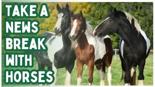 Before Another News Story 🐎😌 Watch Horses for 10 Minutes