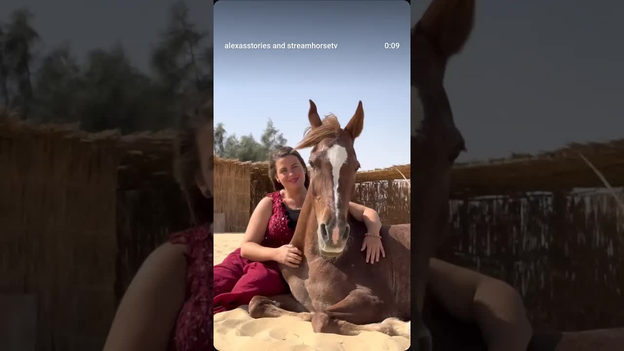 You have the cutest Valentine ♥️🤭👌🐎 Cutest horse: Hanen 🥰