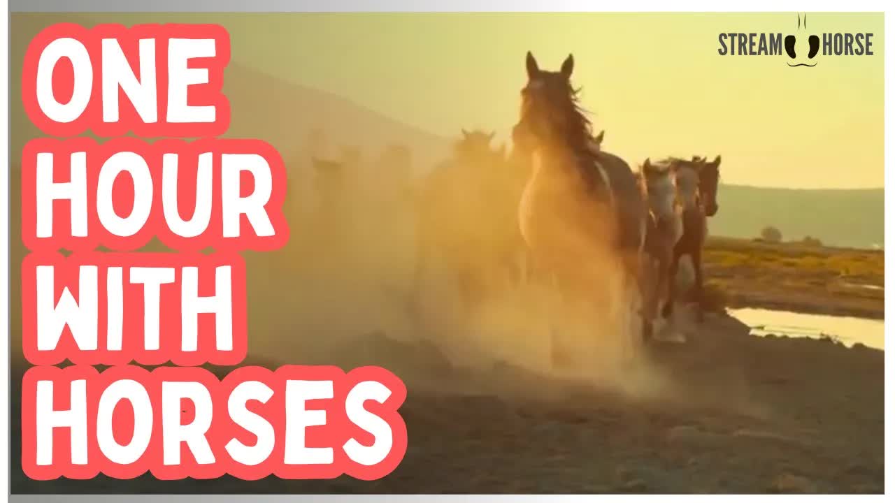 One Hour Among Horses — Stillness, Warm Light, and Quiet Nature 🐴😊