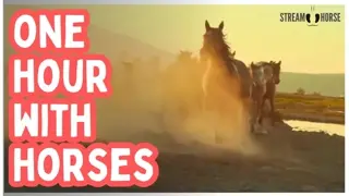 One Hour Among Horses — Stillness, Warm Light, and Quiet Nature 🐴😊