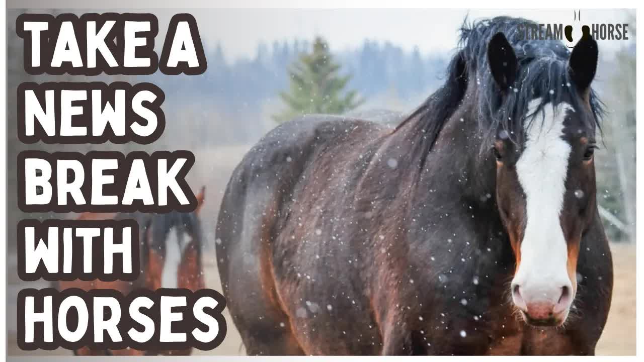 Pause the News, Enjoy the Earth 🐎🌍 10 Peaceful Minutes with Horses