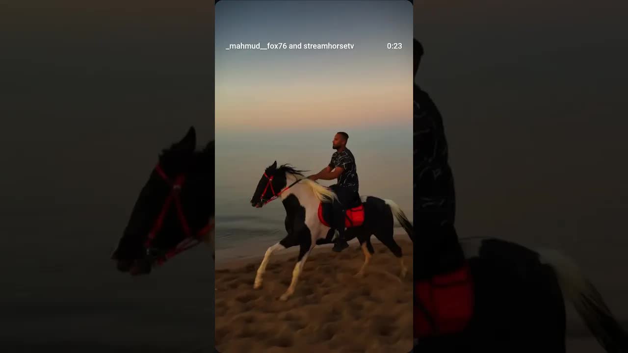 Oreo isn't just a horse… Oreo is a beautiful madness walking on four legs 🐎🔥