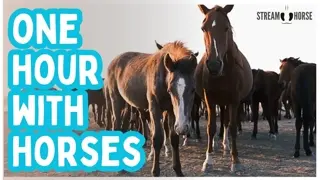 A Mindful Hour with Horses — Peaceful Background for Study, Calm, and Sleep 😌🐴✨