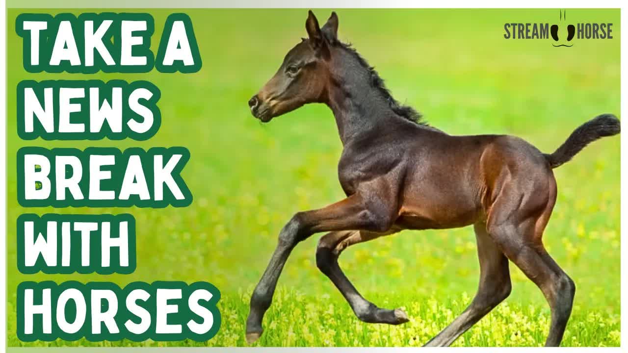 Need a Smile? 🐎😁 10 Minutes of Horses to Brighten Your Heart & Calm Your Mind