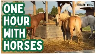 Watch Horses Explore Peaceful Landscapes for 1 Hour — Gentle ASMR and Meditation 🐴👀✨