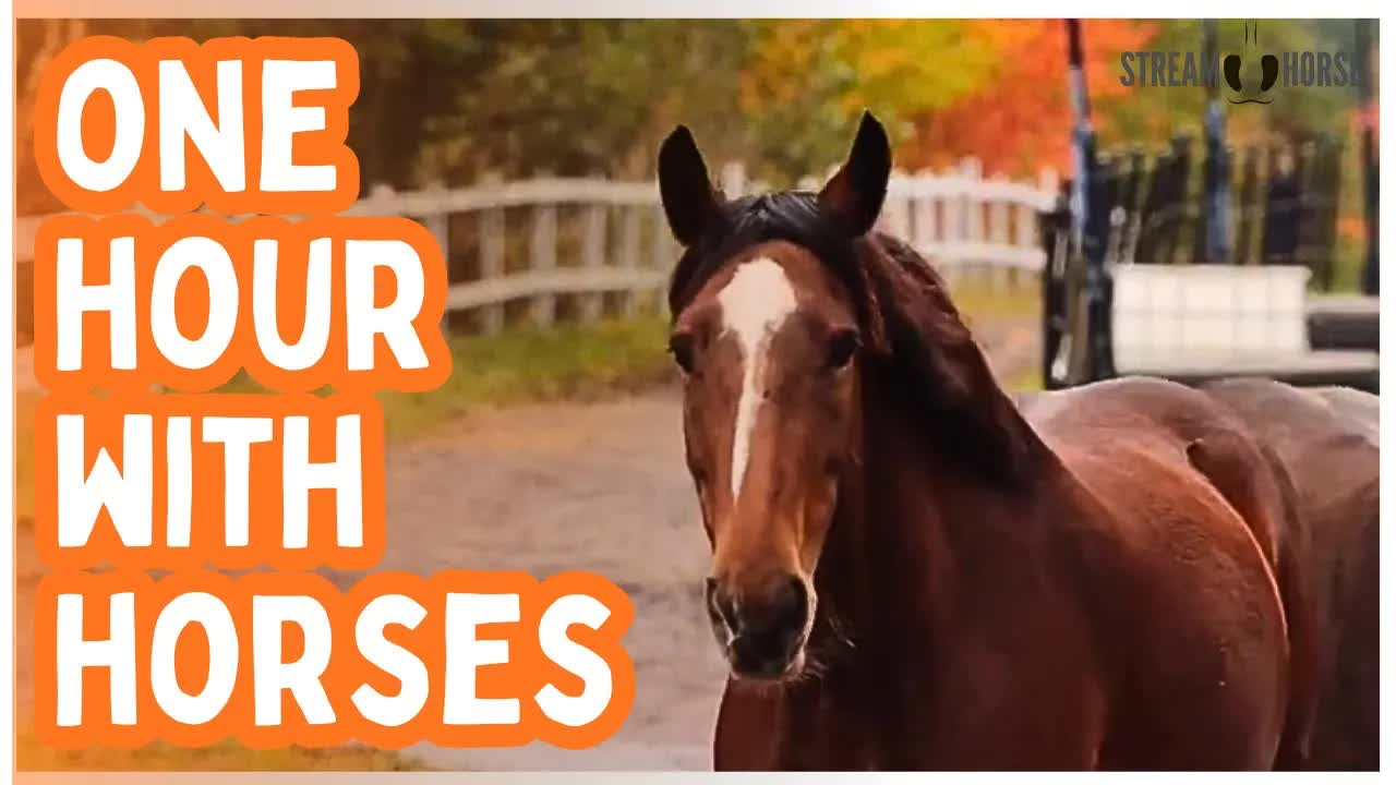 An Hour of Equine Therapy — Gentle Moments for Calm and Renewal 🐴😊