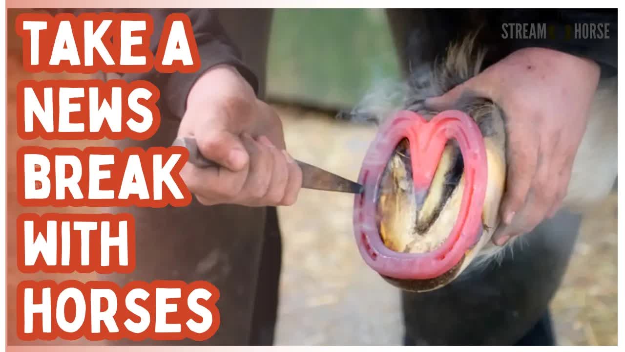 News & Politics Draining You? 🔥🐎 10 Minutes of Fire Horse Energy