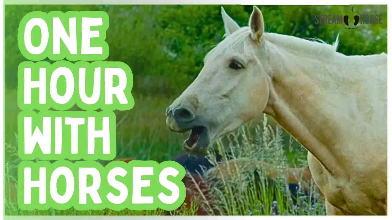 One Hour of Horses for Stress Relief and Relaxation 😊🐴