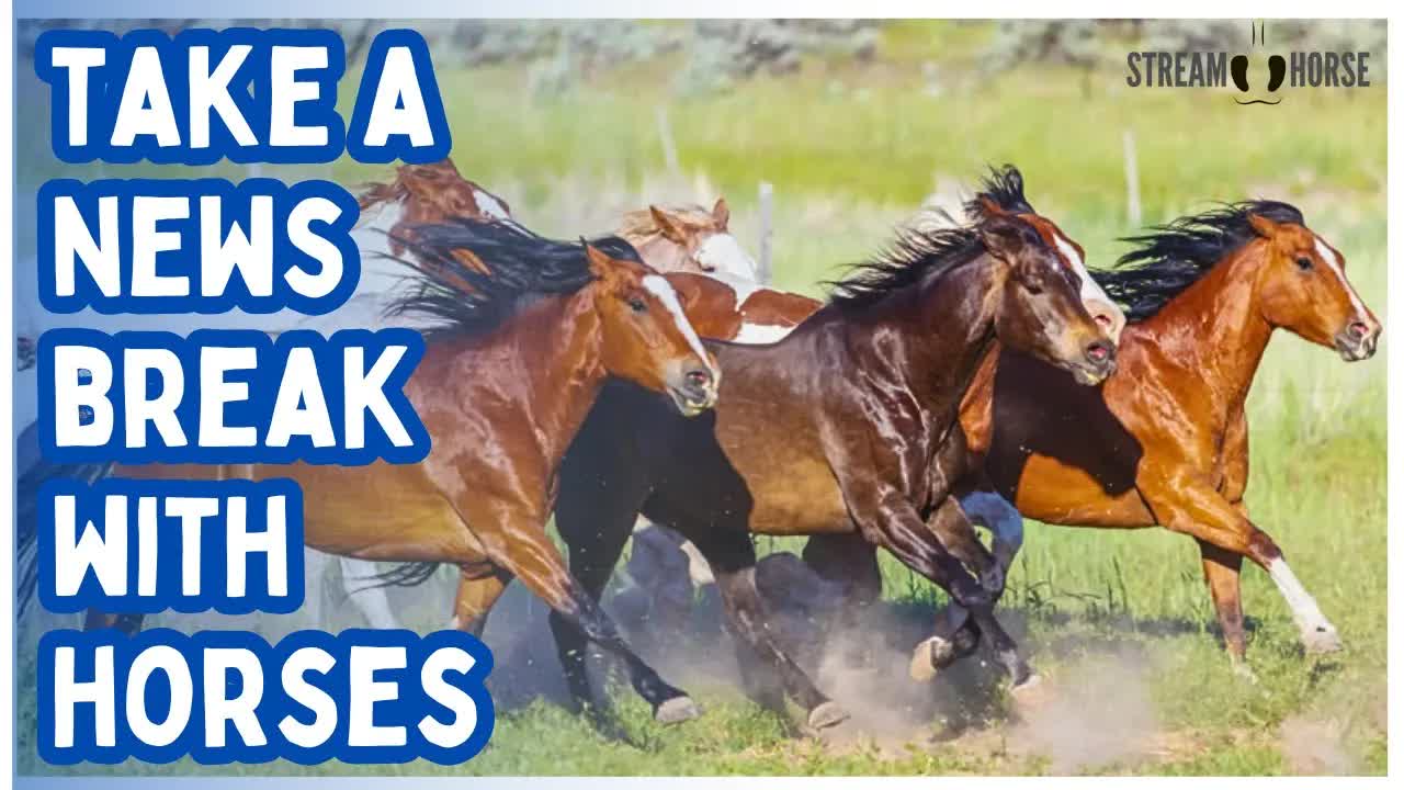 You Don’t Need More News 🛑🐎 Take 10 Minutes with Horses Instead