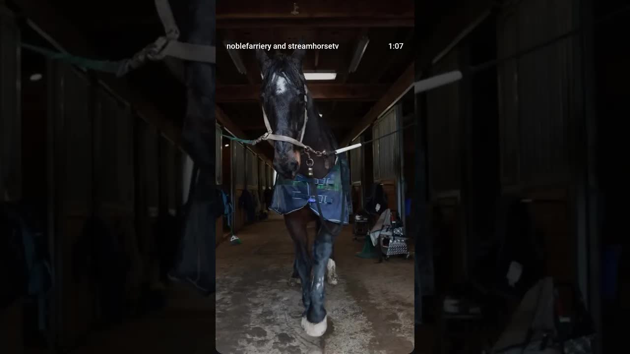 An average day in the life of Noble Farriery. Hard work, dedication, and horse first no matter what!