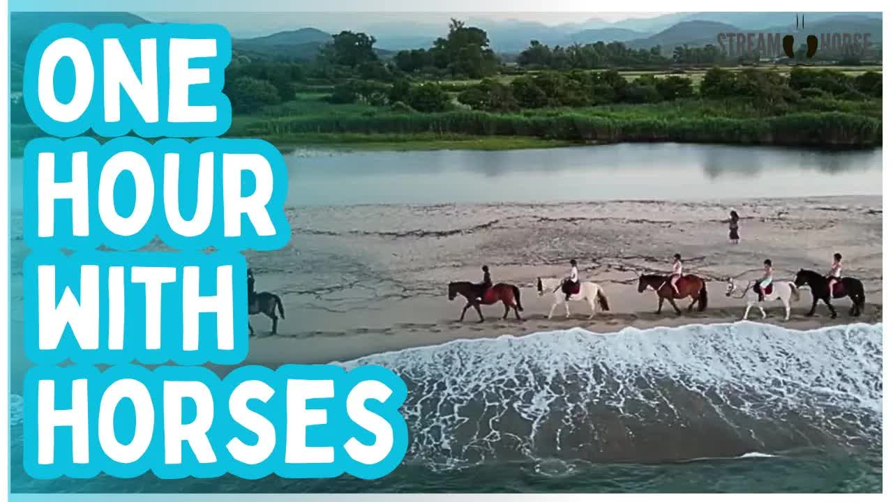 One Hour of Gentle Horse & Nature Energy — Unwind, Restore, and Recenter 🐎🙏