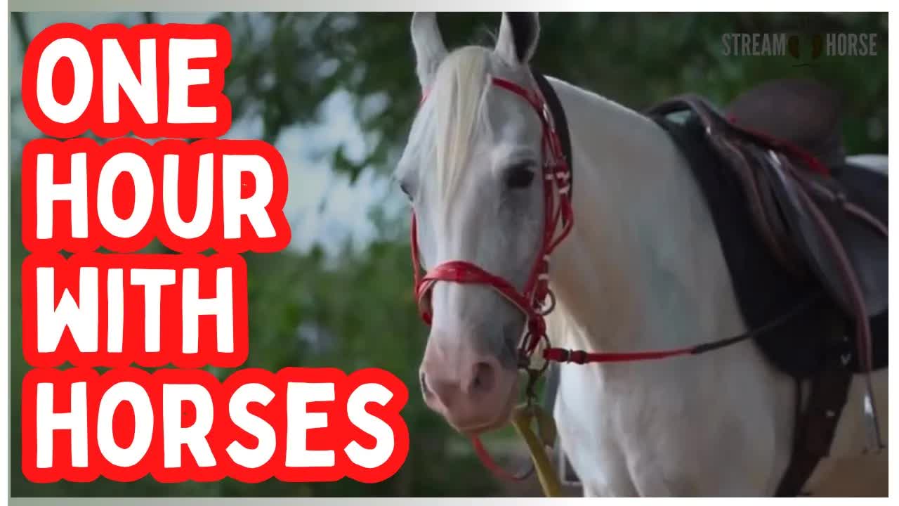 1 Happy Hour with Horses 🐎😁 60 Minutes of Nature, Calm & Feel-Good Moments
