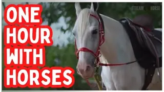 1 Happy Hour with Horses 🐎😁 60 Minutes of Nature, Calm & Feel-Good Moments