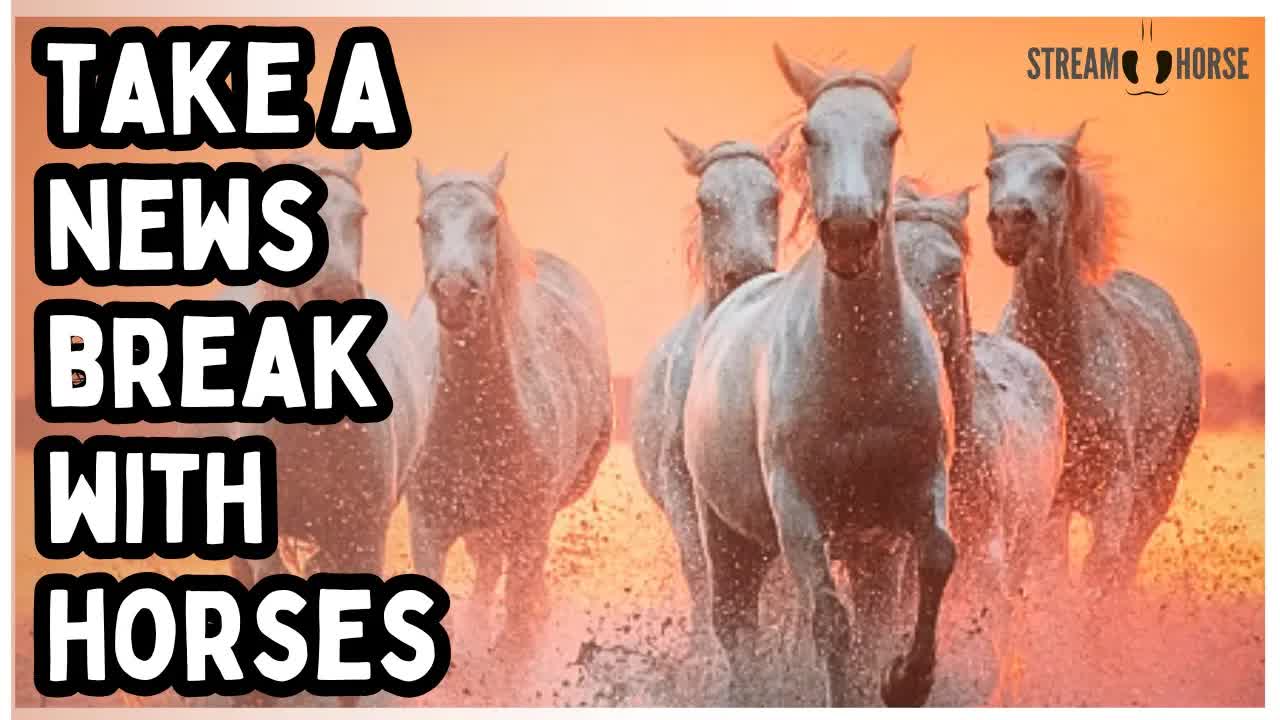 Before You Watch Another News Clip 🛑🐎 Take 10 Minutes with Horses