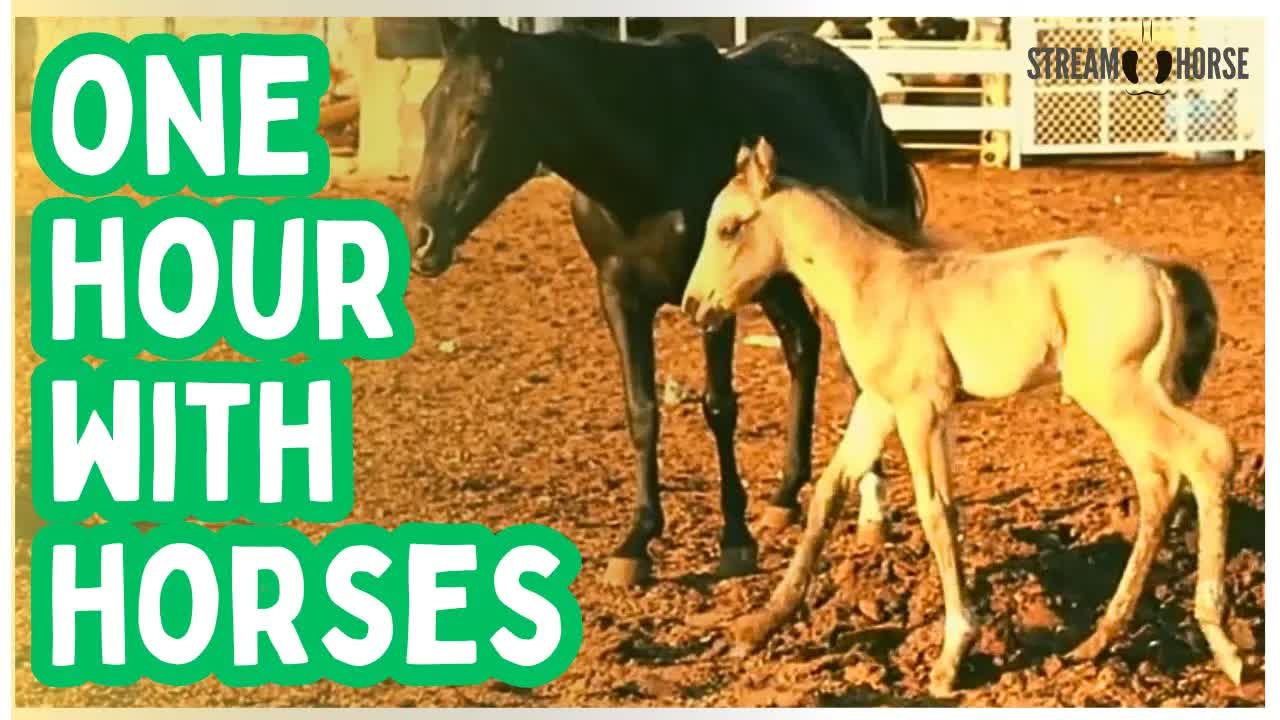 1 Hour of Horses Around the World 🌎🐴 60 Minutes of Nature for Stillness