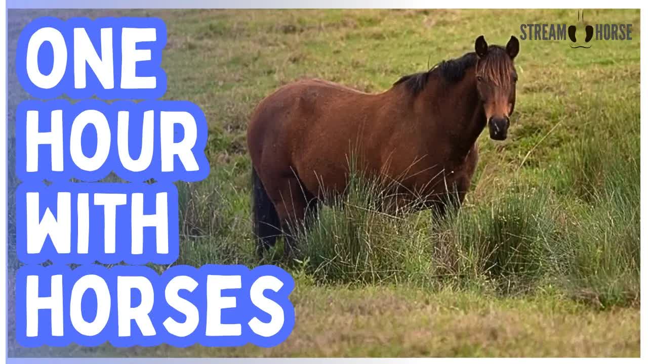 Calm Focus, Naturally 🐎✨ 1 Hour of Horses & Nature for Presence
