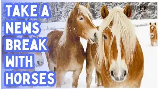 The News Is Heavy — Watch This Instead 🐎🌍 10 Minutes of Horses & Hope