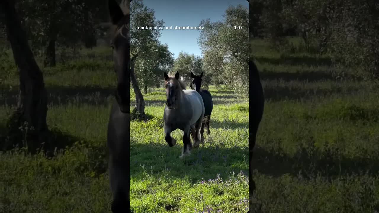 🐎 Horses are the animals that come closest to being mythological creatures.