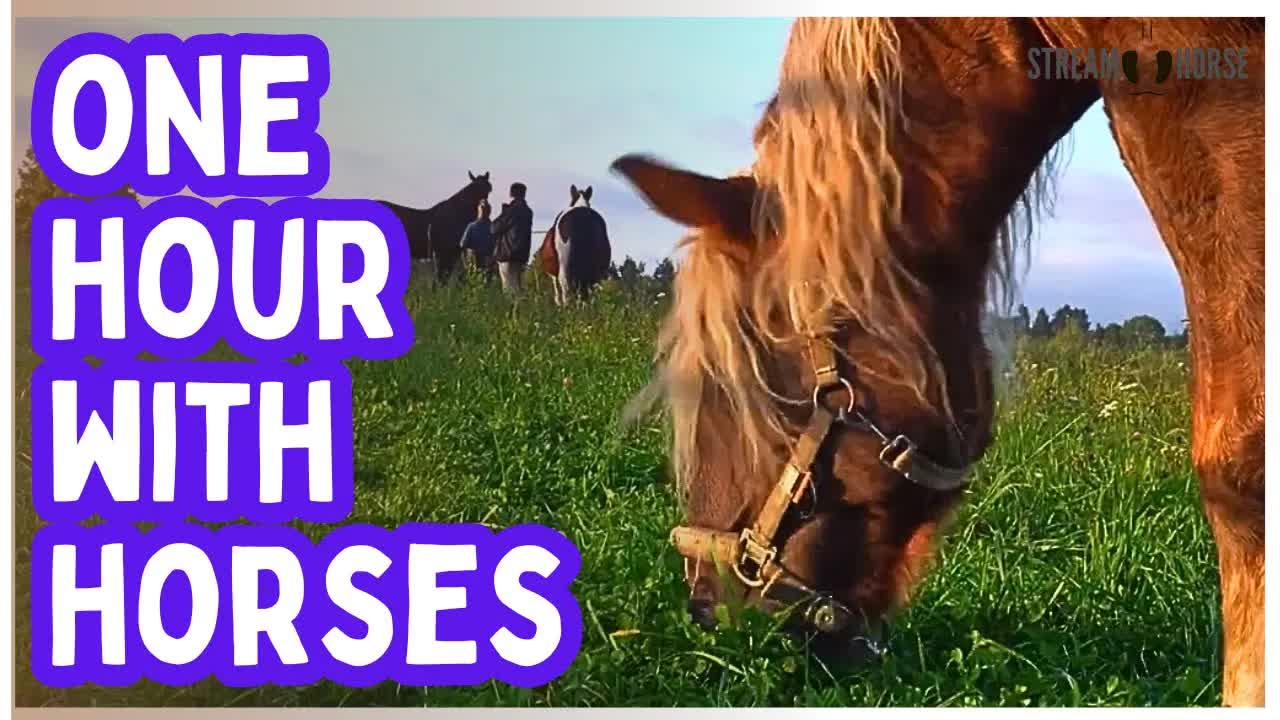 1 Hour of  Peaceful Horses & Nature 🌿🐴😌 | Relax, Unwind & Enjoy the Beauty
