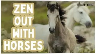 Zen Out With Horses | A Calming Horse Video for Relaxation and Reset