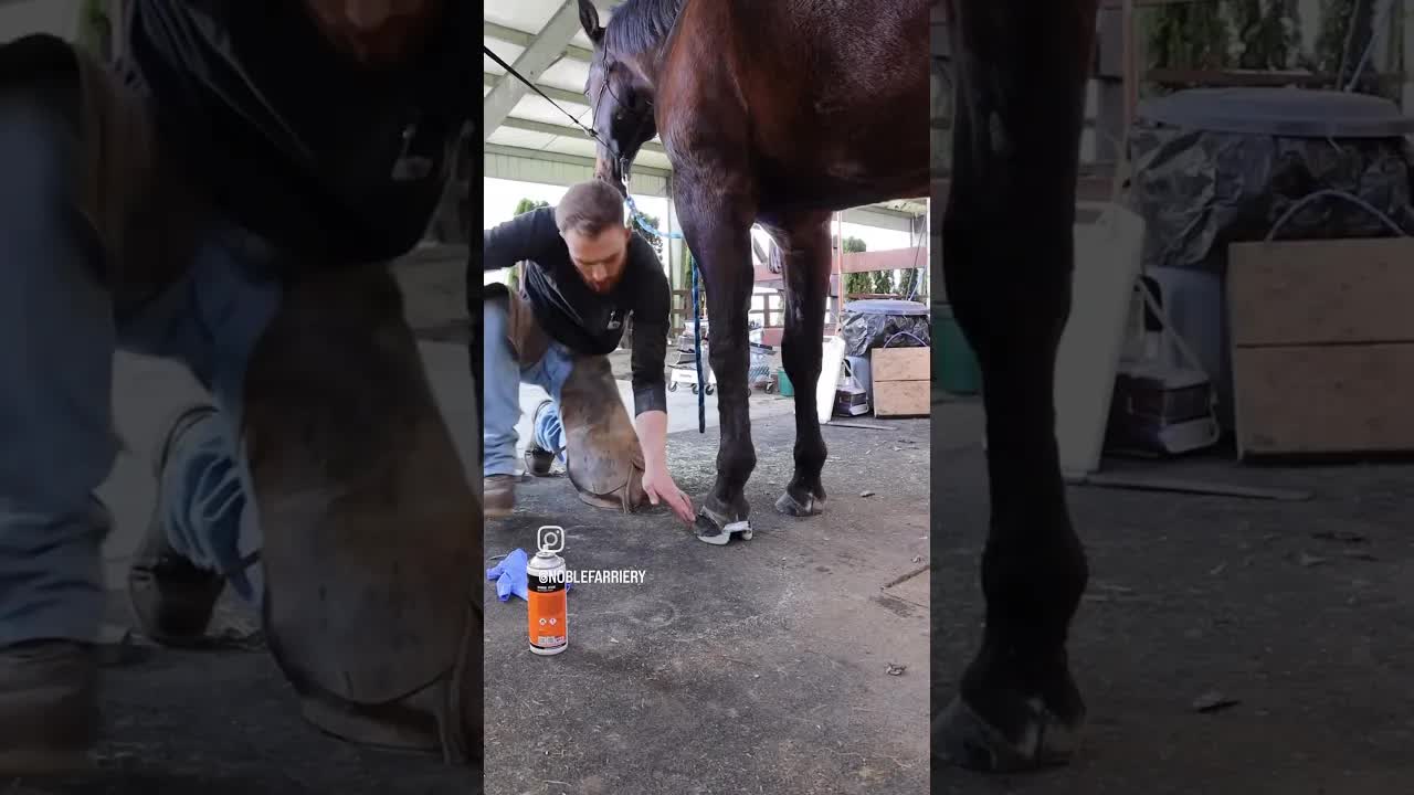 Throwing it back to some glue on shoes with our very own Dr. Brandon King, DVM.