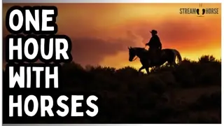 1 Hour Away from the News & Politics Noise 🐎🫏🦓 Horses, Donkeys, Mules & Zebras for Deep Calm