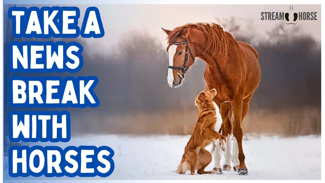 The News Can Wear You Down — Let Horses Lift You Up 🐎🙌 10 Minutes of Peace and Joy