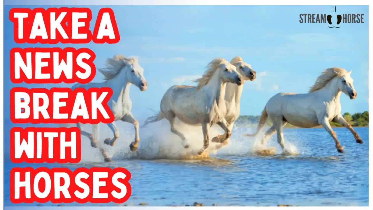 The World Feels Loud — Find Quiet with Horses 🐎😌 (10 Minutes)