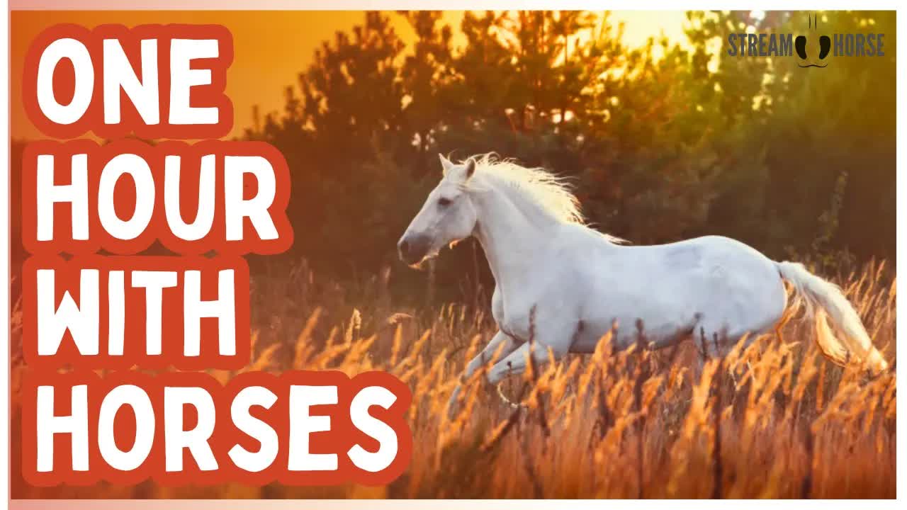 One Hour of Horses for Humanity 🐎🌍 Peace, Presence & Joy