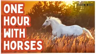 One Hour of Horses for Humanity 🐎🌍 Peace, Presence & Joy