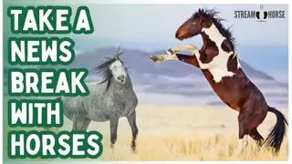 ✨ Let Your Mind Go Quiet 🌀🐴 10 Hypnotic Minutes with Horses After the News