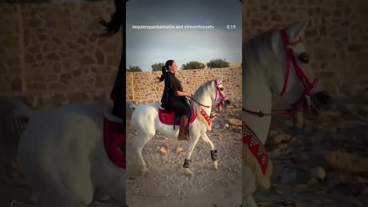 Horses are the wings of the wind that carry the dreams of knights 🐴🪽