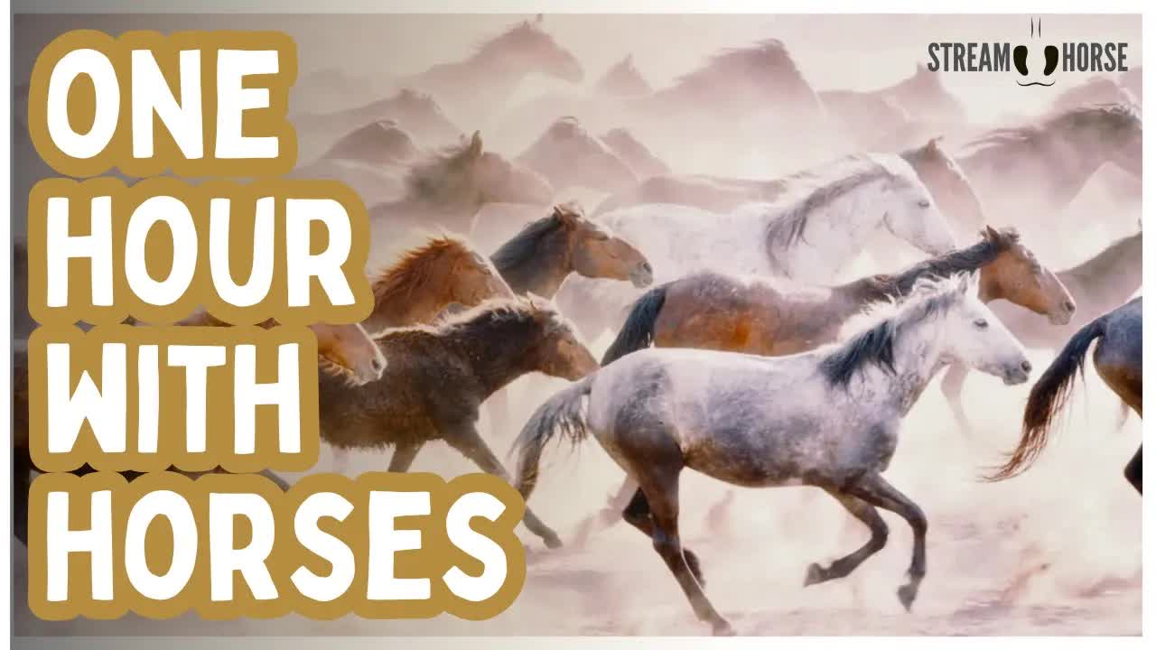 Recover from the News! 🛑🐎 1 Hour of Horses & Nature to Reset Your Nervous System