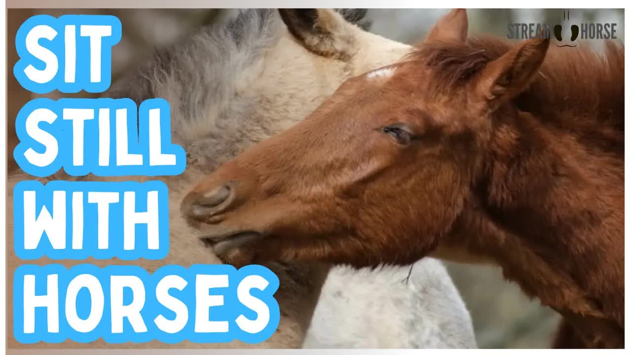 10 Minutes of Stillness with Horses — Nature’s Quiet Reset for the Mind & Soul 🐎😌