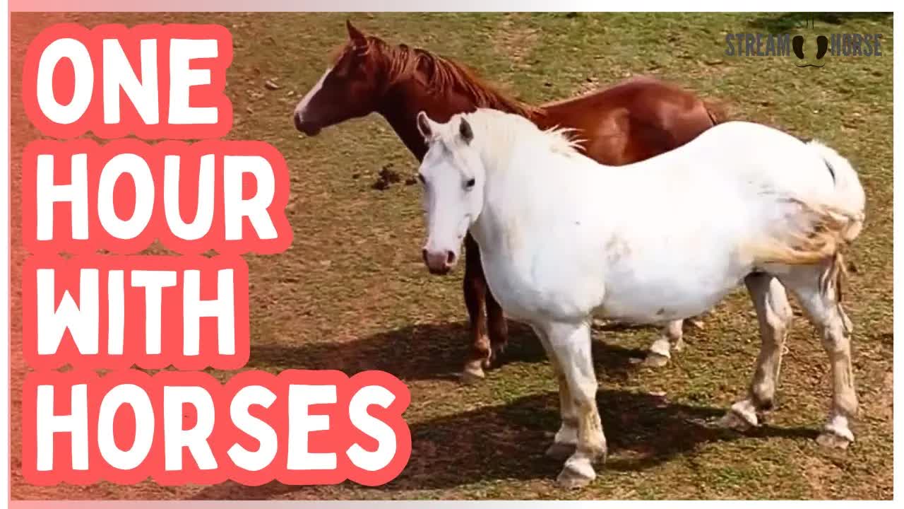 1 Hour of Horses for Mental Health Breaks 🐎✨ 60 Minutes of Calm & Nature