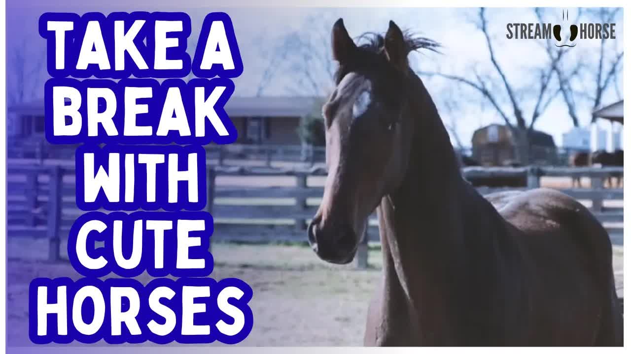 Take a Break With Cute Horses 🐴😁 Relaxing Horse Video to Unwind
