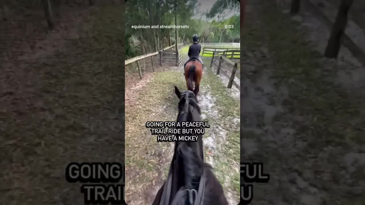 A Mickey is a husky-cattle dog-coon hound mix 😂 Perfect use of this audio 🐶